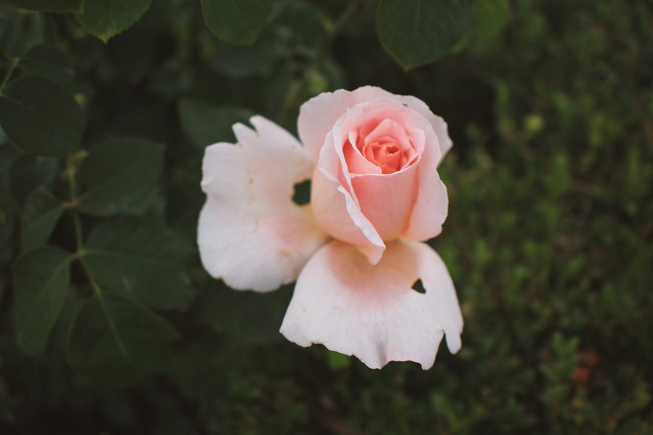 A white and pink rose in the Queen’s garden at Versailles.